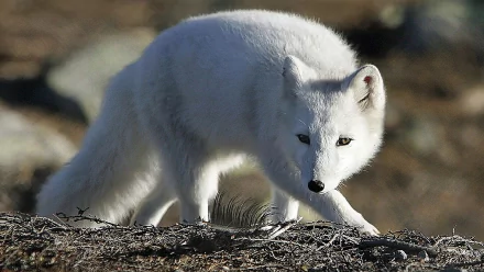 An arctic fox moves gracefully across the landscape, showcasing its beautiful white fur against the natural backdrop, making a stunning HD PC desktop wallpaper.