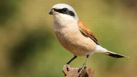  Brown Shrike (lanius cristatus)