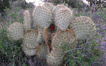 Cactus HD Wallpaper | Background Image | 1920x1080 | ID:437580