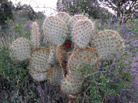  Prickly Pear Cactus