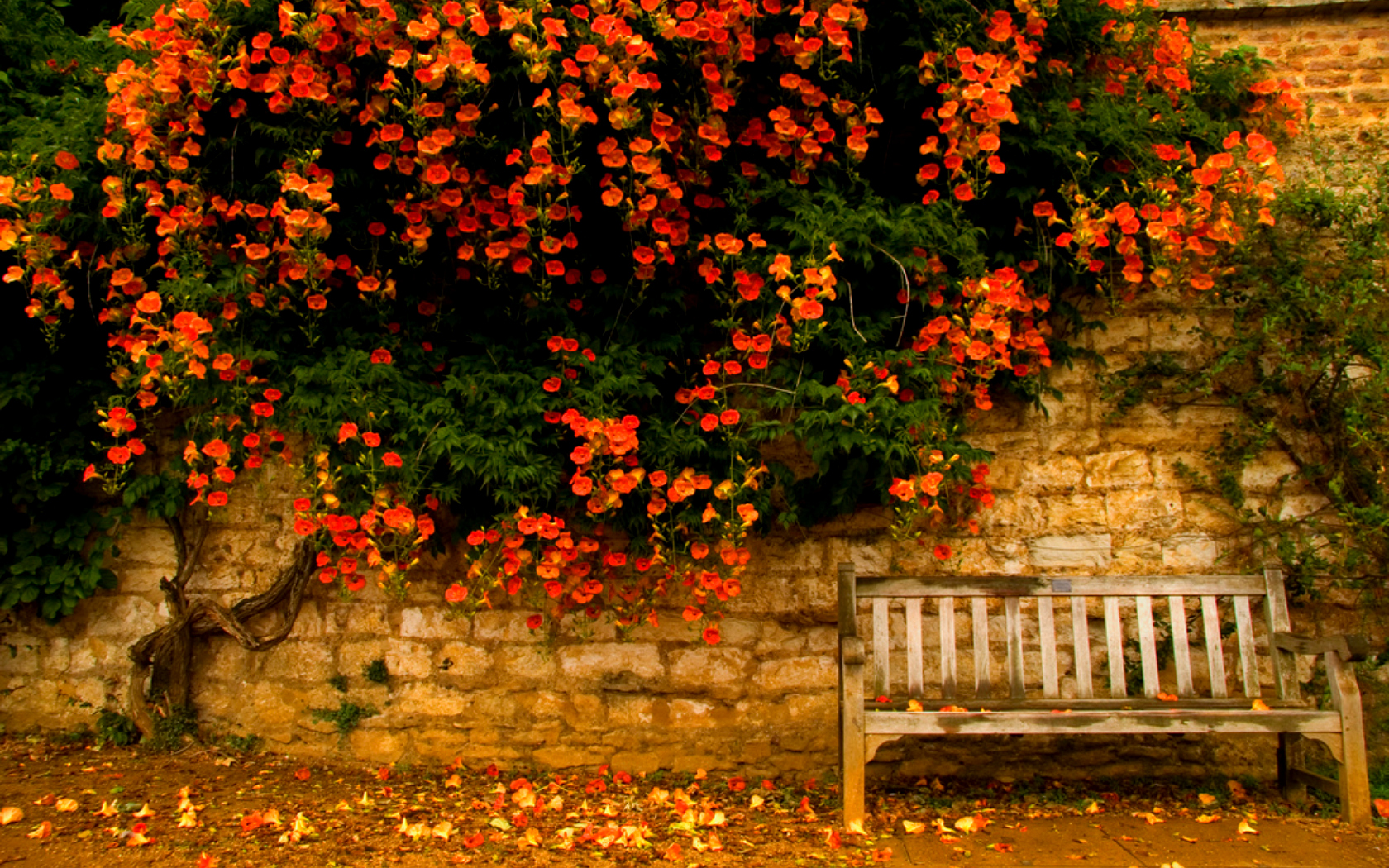 Man Made Bench HD Wallpaper | Background Image