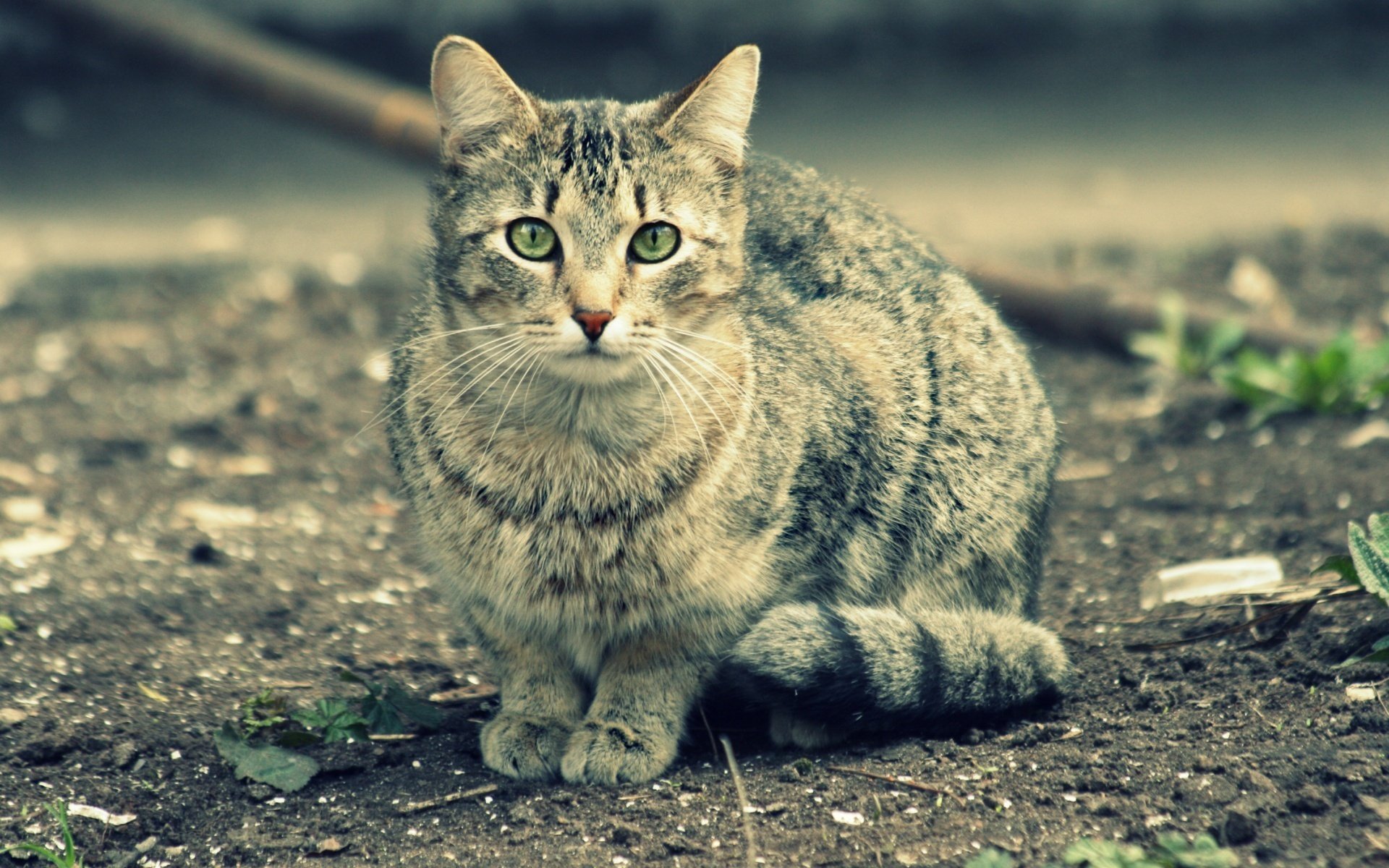 Animal Cat HD Wallpaper