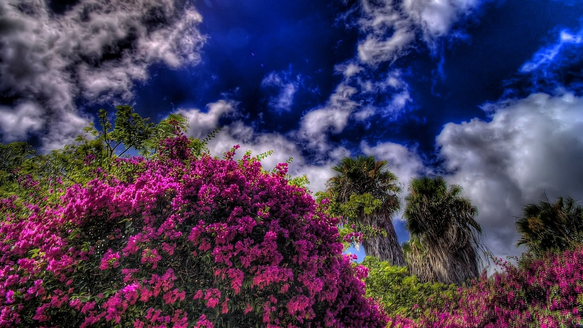 HD PC desktop wallpaper: scenic nature view of vivid magenta bougainvillea and tall palms beneath a dramatic deep-blue, cloud-streaked sky.