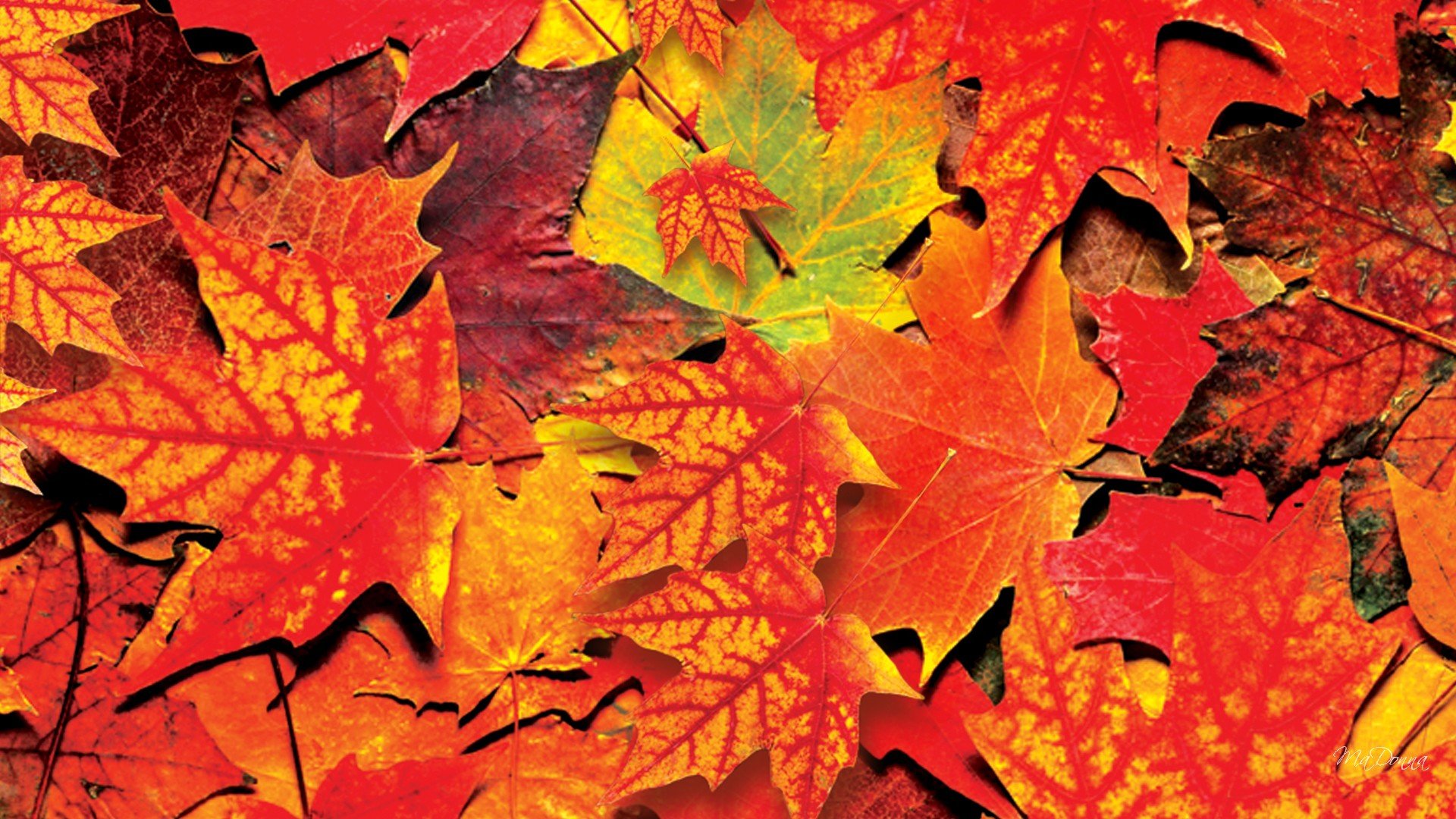 Download Nature Fall HD Wallpaper