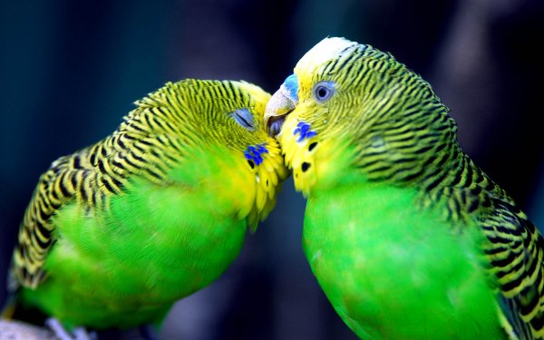 Animal Budgerigar Birds Parrots HD Wallpaper | Background Image