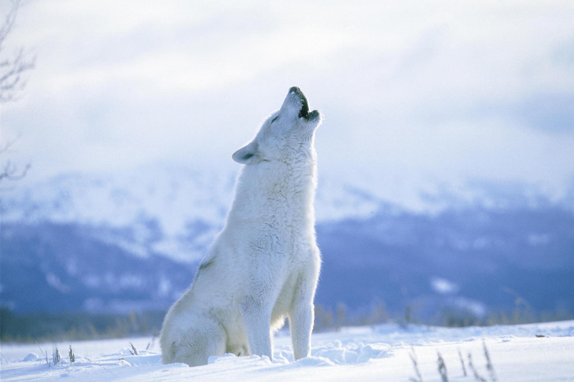 Animal Arctic Wolf HD Wallpaper | Background Image