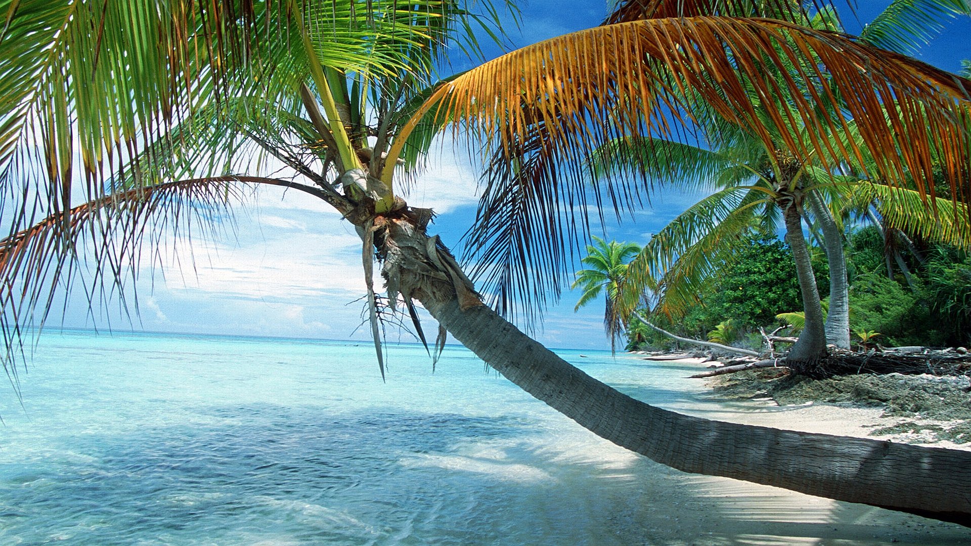HD PC desktop wallpaper featuring a scenic tropical beach with clear blue water, white sand, and a leaning palm tree under a bright sky.