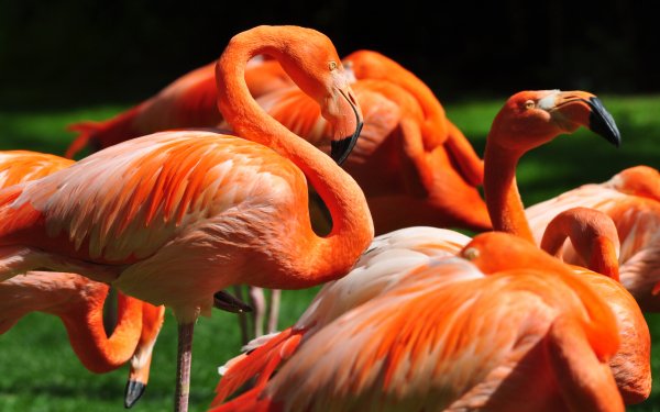 Animal Flamingo Birds Flamingos HD Wallpaper | Background Image