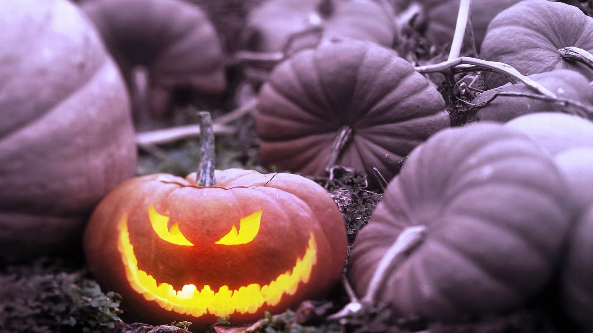 A glowing, carved jack-o'-lantern among muted pumpkins in a spooky Halloween-themed HD PC desktop wallpaper for the holiday season.