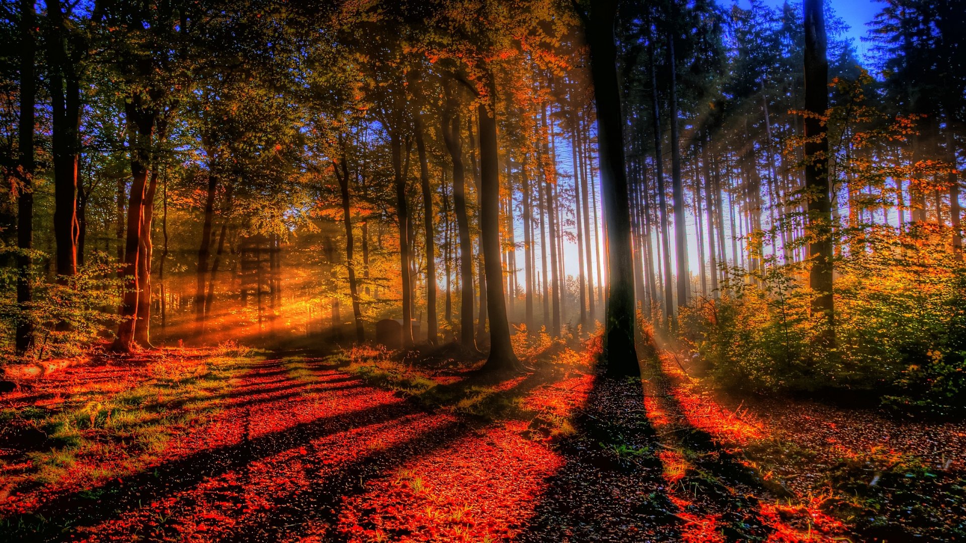 Download Sunbeam Tree Nature Fall Forest Hd Wallpaper