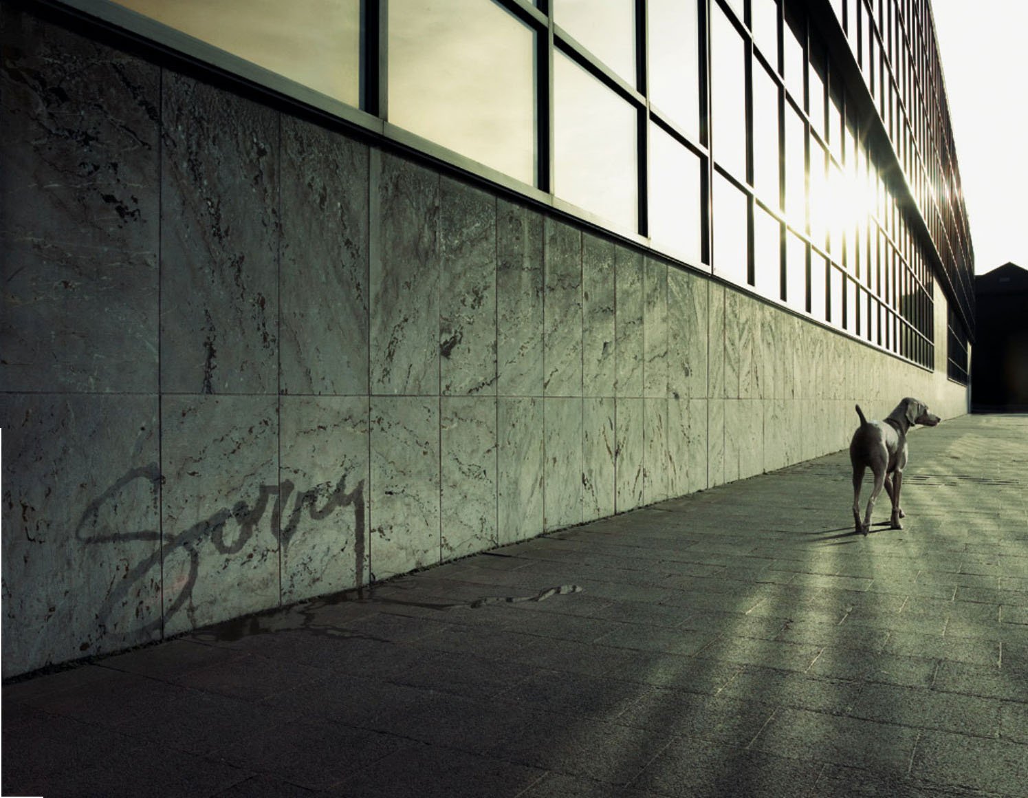 Weimaraner dog walking alongside a modern building with reflective windows, casting long shadows on the pavement in this HD desktop wallpaper.