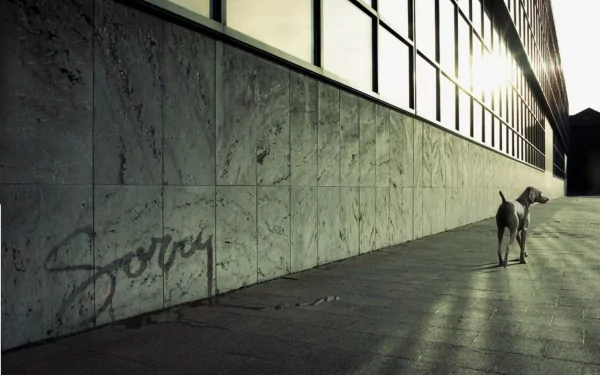 Weimaraner dog walking alongside a modern building with reflective windows, casting long shadows on the pavement in this HD desktop wallpaper.