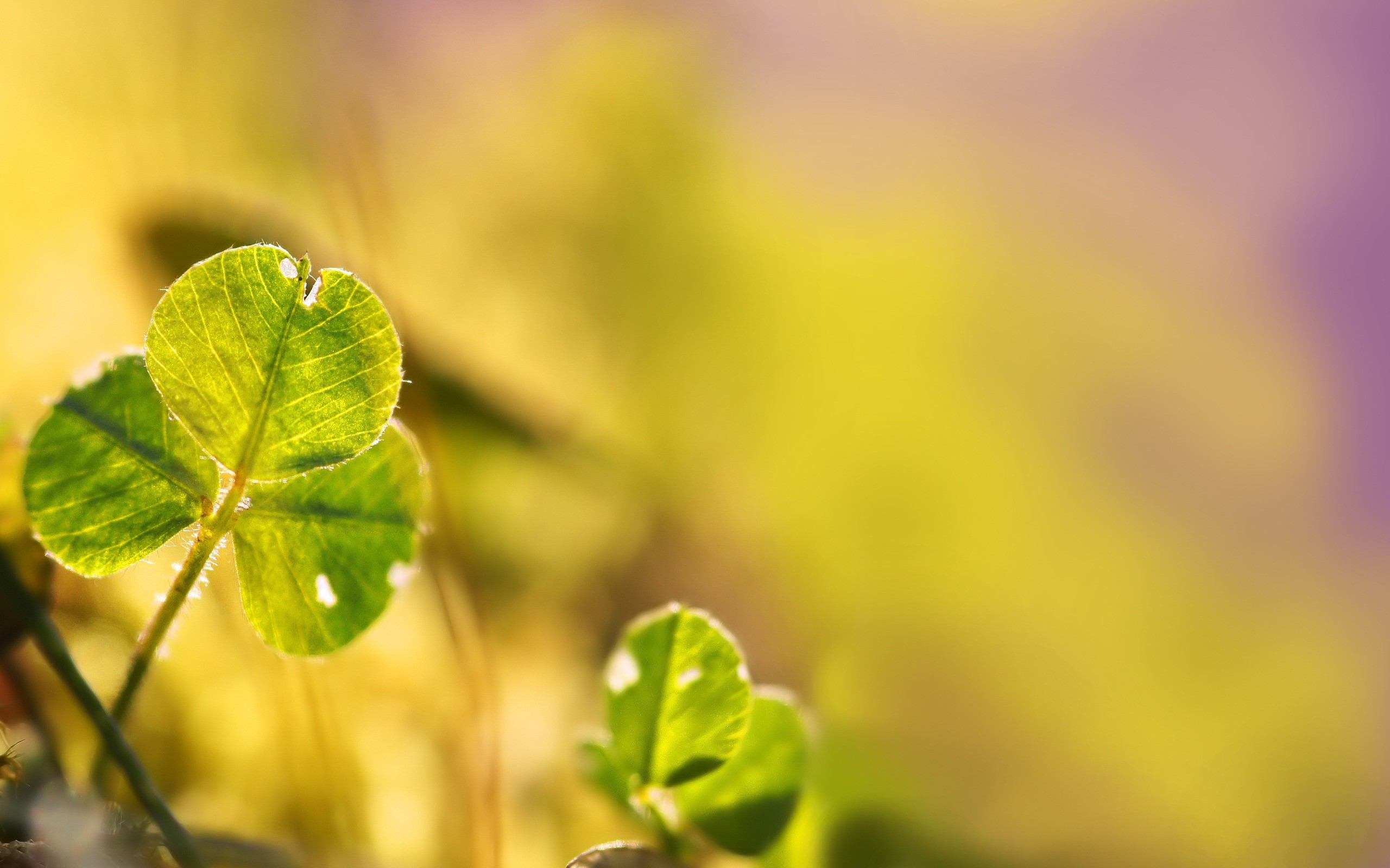 Nature Clover HD Wallpaper | Background Image