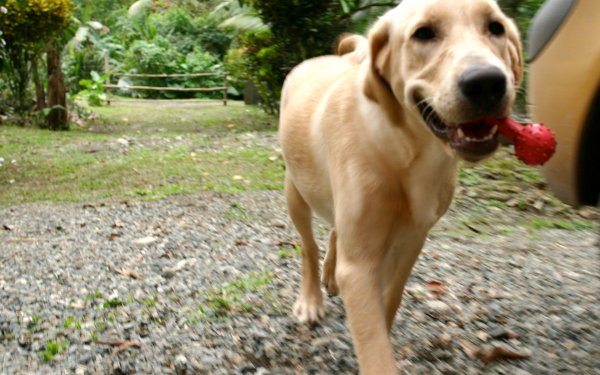Animal Labrador Retriever Dogs Dog HD Wallpaper | Background Image