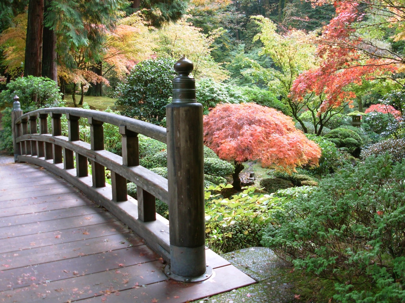 Green Japanese garden with a tree