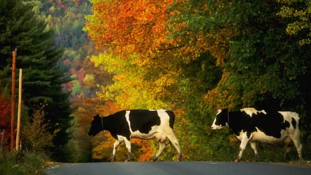 A serene HD desktop wallpaper featuring dairy cows strolling along a road, framed by vibrant fall foliage in warm, autumn colors.