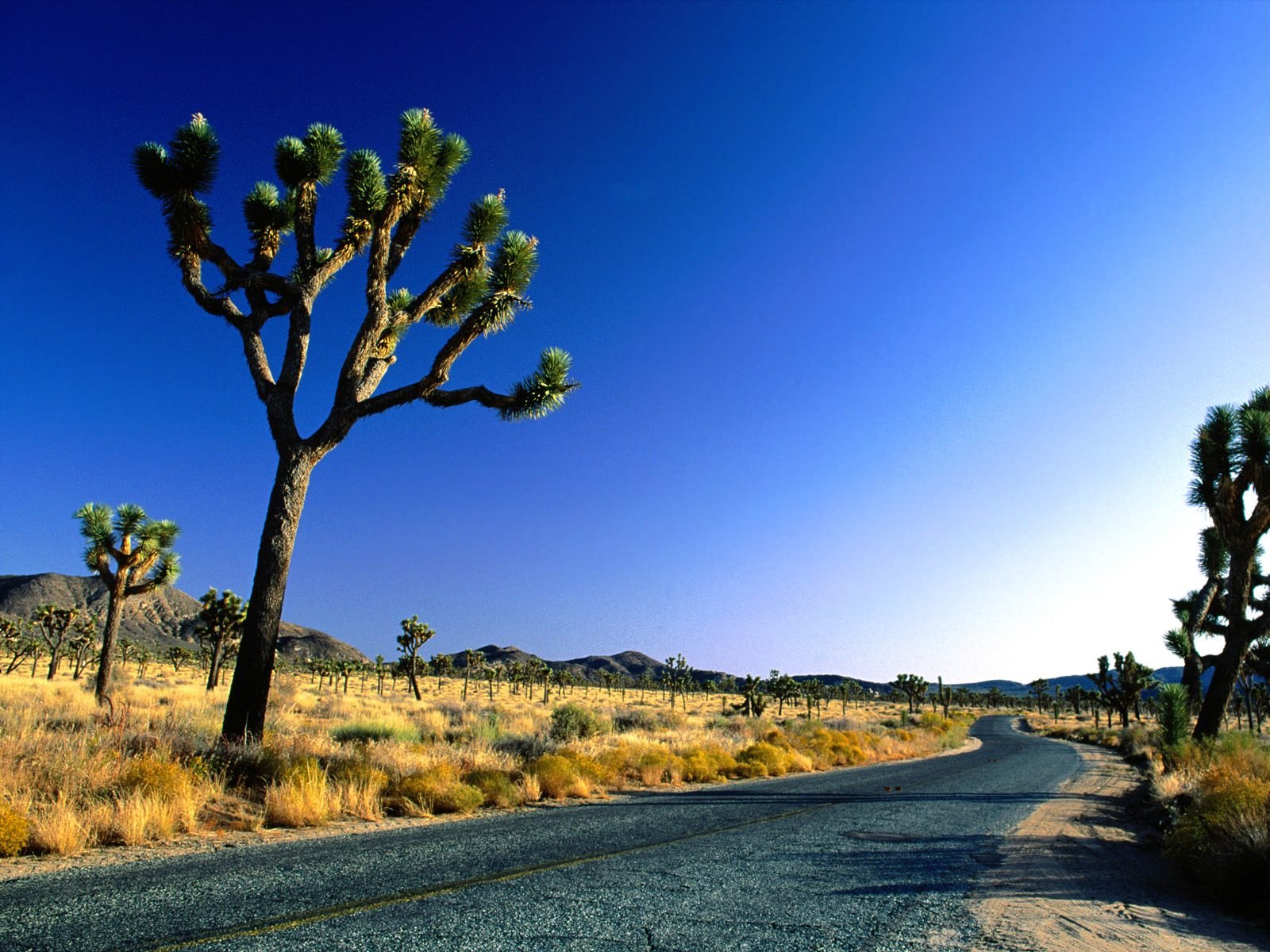 Download Cactus Desert Man Made Road Wallpaper