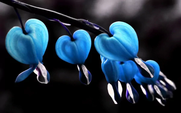 A close-up of pastel blue bleeding heart flowers on a branch, captured in HD, showcasing delicate petals against a dark, blurred natural background.