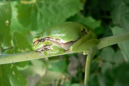 Close-up HD desktop wallpaper of a green frog resting on a slender branch surrounded by lush green leaves.