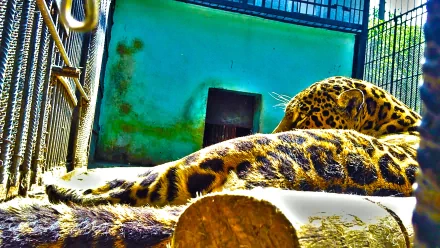 inspiring HDR photography Animal leopard HD Desktop Wallpaper | Background Image