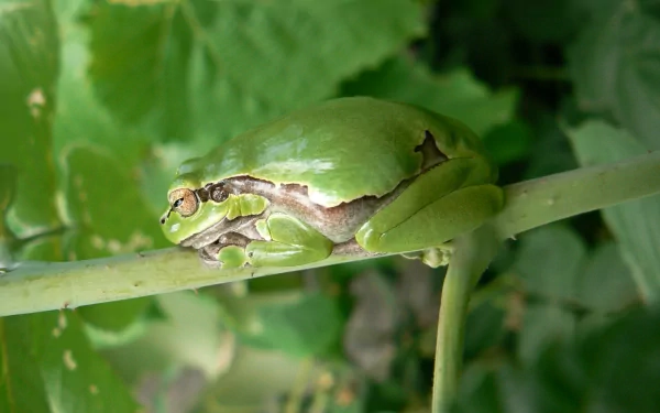 Close-up HD desktop wallpaper of a green frog resting on a slender branch surrounded by lush green leaves.
