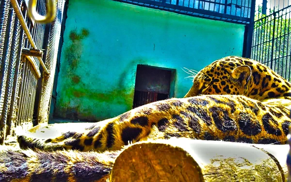 inspiring HDR photography Animal leopard HD Desktop Wallpaper | Background Image