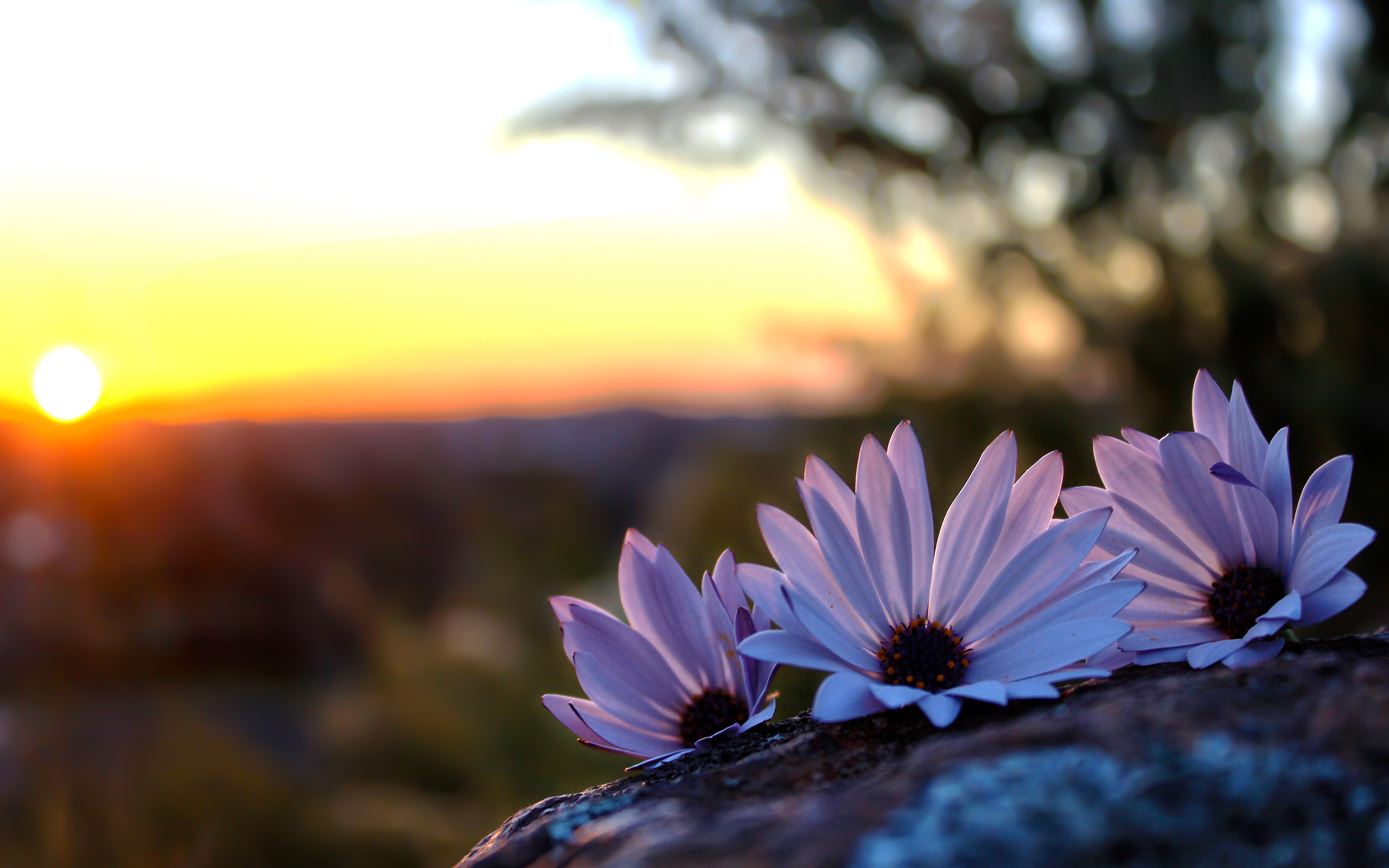 Earth African Daisy HD Wallpaper | Background Image