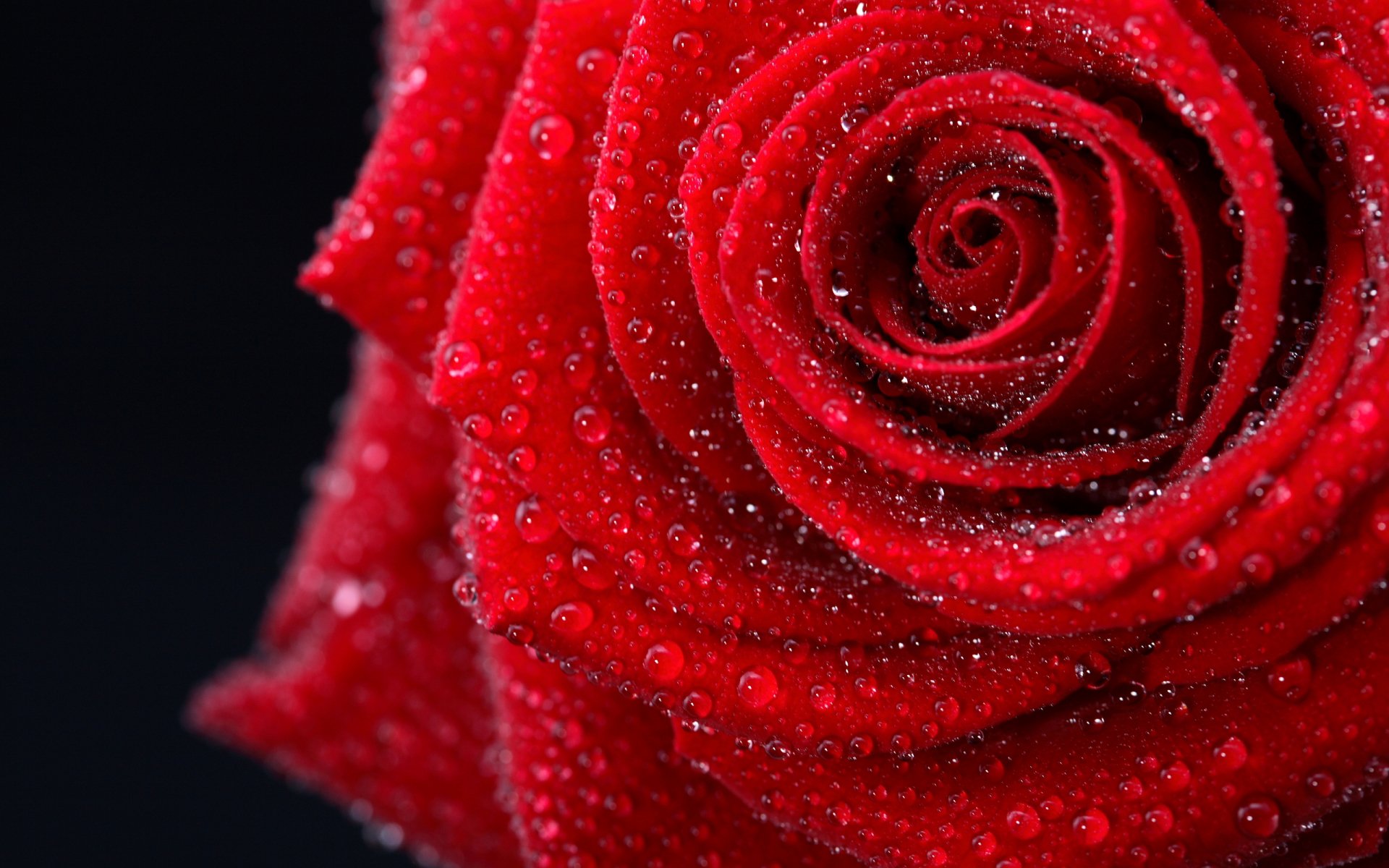 Download Water Drop Red Rose Nature Rose HD Wallpaper