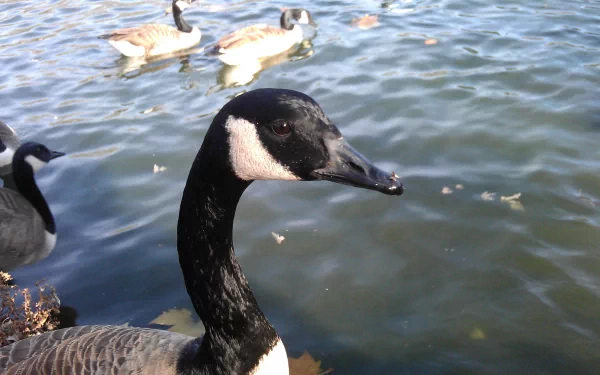  duck duck goose