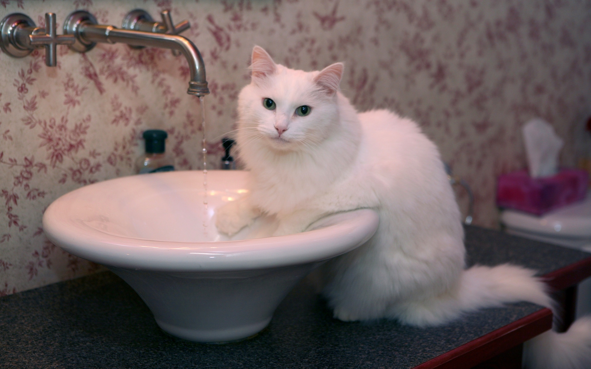Мыть кошку мылом. Котик умывается. Котенок умываетс. Кошка моется. Кошка умывается лапкой.