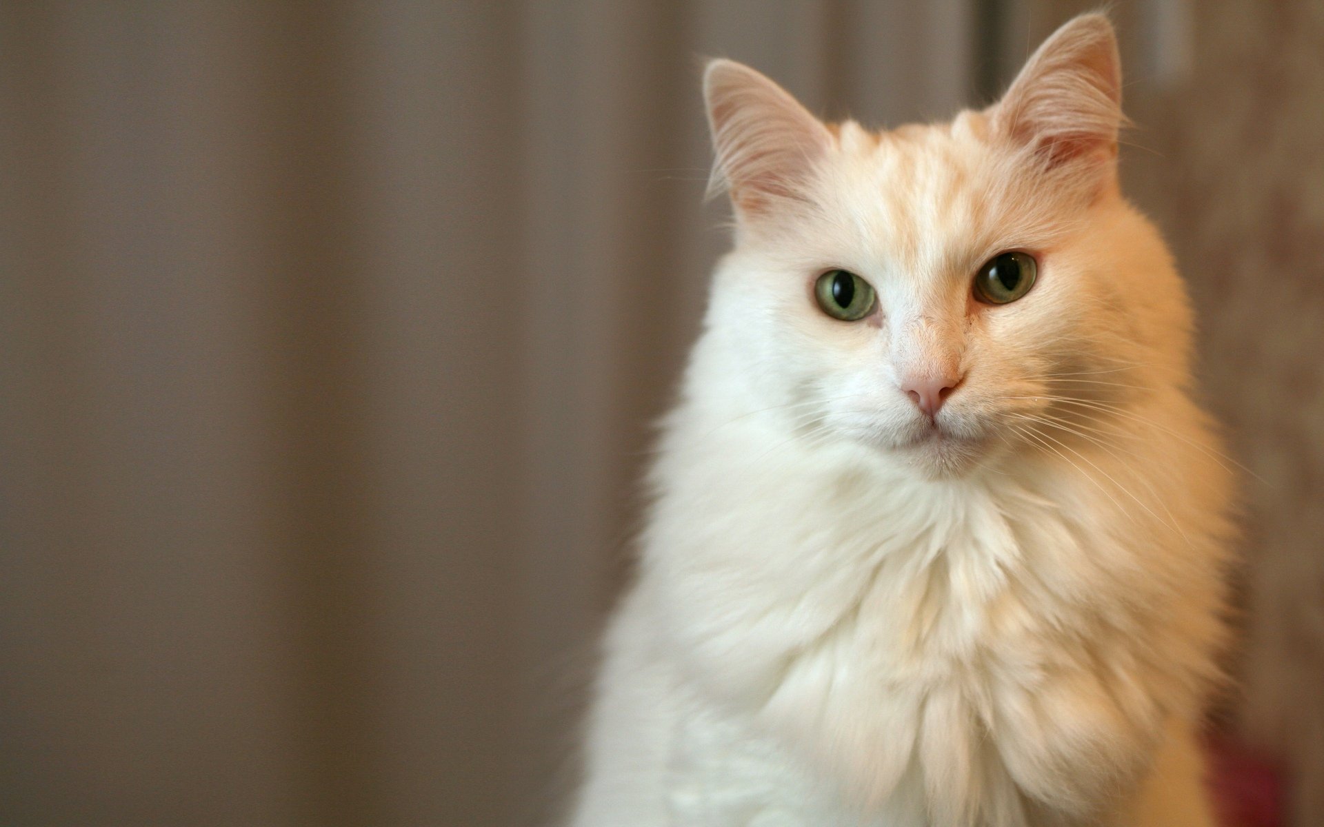 Download Animal Cat HD Wallpaper
