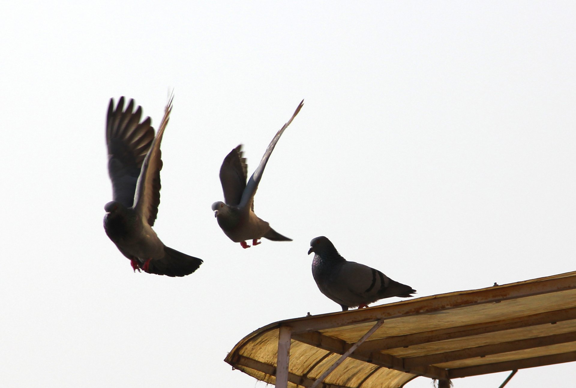 2K Quad HD PC desktop wallpaper of pigeons (animal): two in flight and one perched on a rooftop against a bright pale sky.