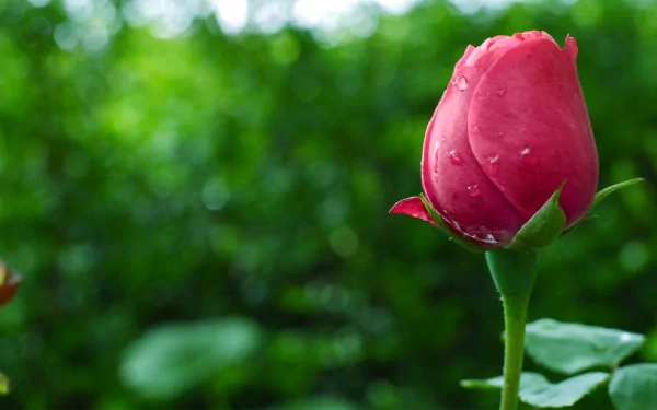 HD PC desktop wallpaper: single pink rosebud with dew drops against a blurred green nature background.