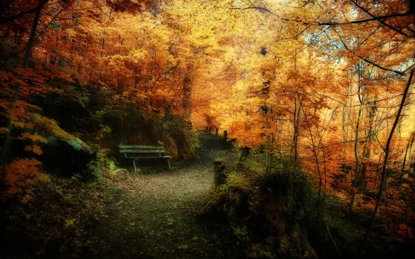 A serene path winds through a vibrant fall forest, framed by trees adorned with warm orange leaves. A rustic bench invites a moment of reflection amidst the beauty of nature.