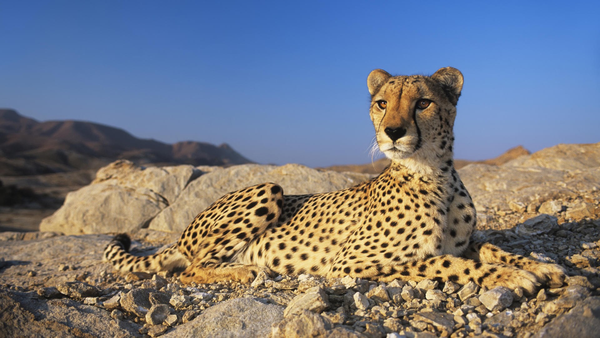 Animal Cheetah HD Wallpaper | Background Image