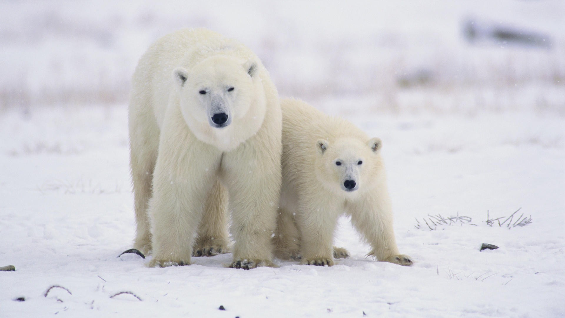 Download Animal Polar Bear HD Wallpaper