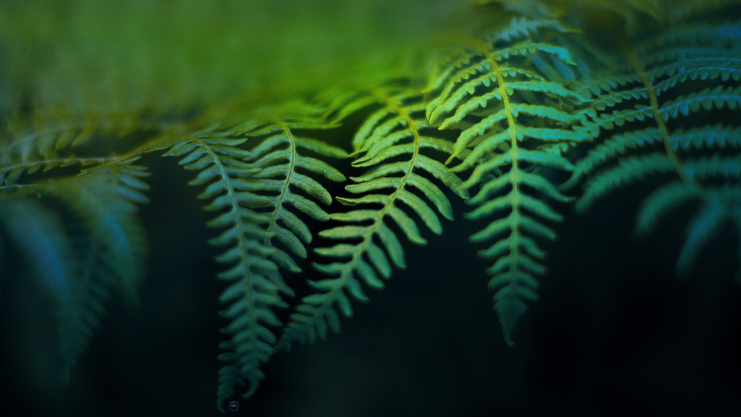 Fern Foliage Nature HD Wallpaper