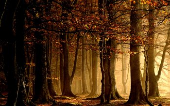 HD Wallpaper | Background Image ID:19228