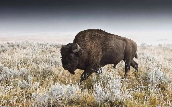 buffalo Animal american bison HD Desktop Wallpaper | Background Image
