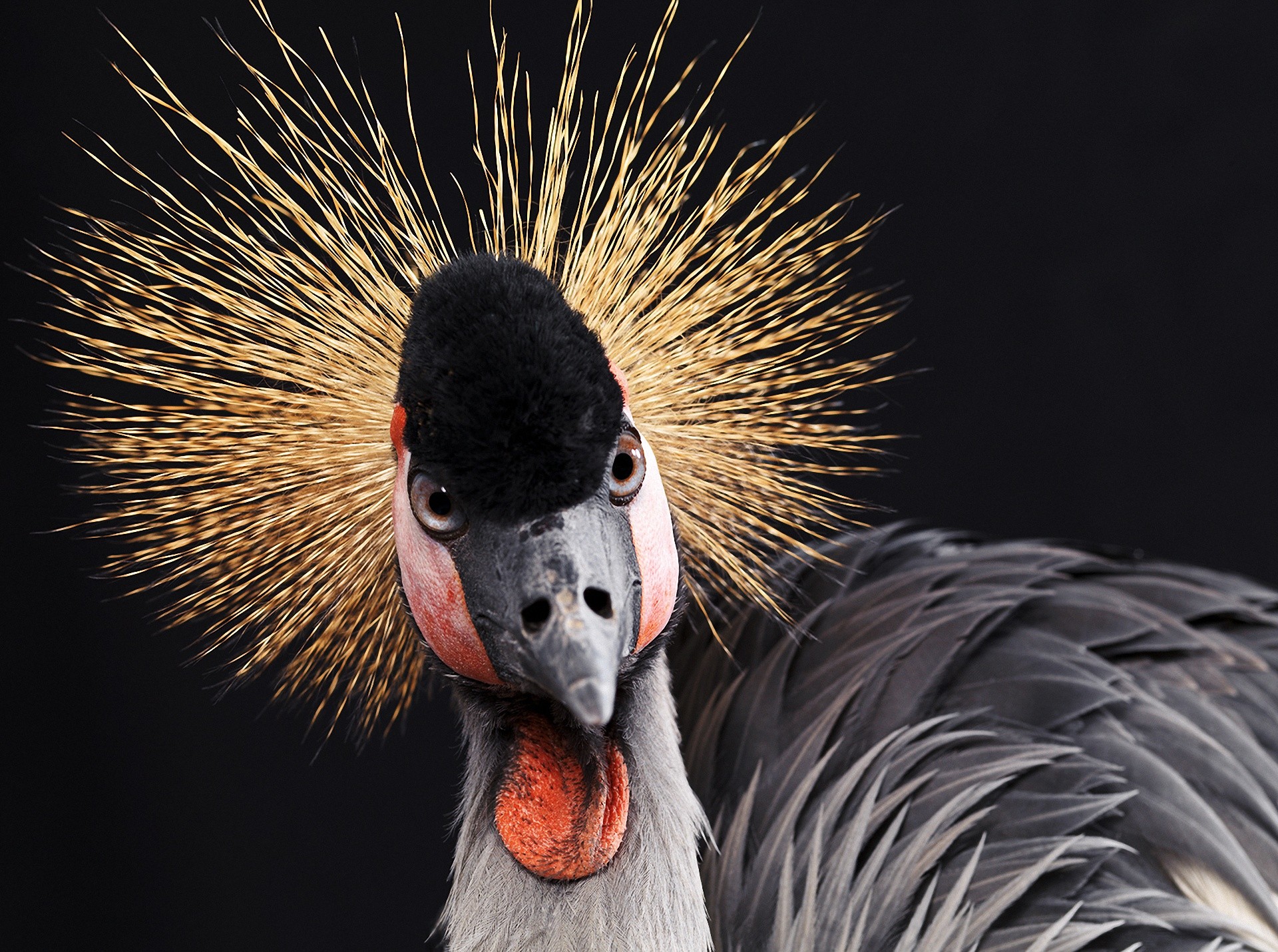 Animal Grey Crowned Crane HD Wallpaper | Background Image