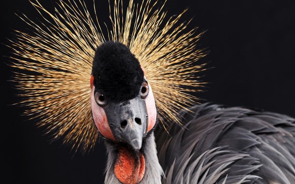 Animal Grey Crowned Crane Birds Cranes HD Wallpaper | Background Image
