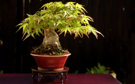 HD desktop wallpaper featuring a detailed bonsai tree with bright green leaves against a dark, blurred natural background.