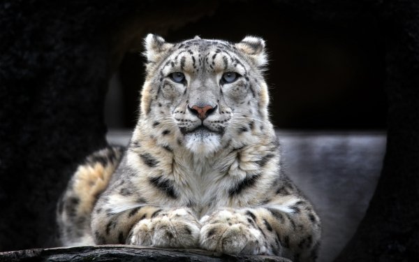 Animal Snow Leopard Cats Leopard HD Wallpaper | Background Image