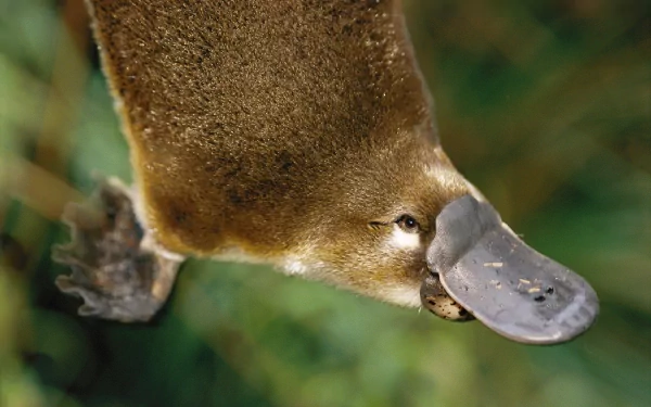 Close-up of a platypus with a glossy bill gliding over blurred green foliage — HD PC desktop wallpaper/background.
