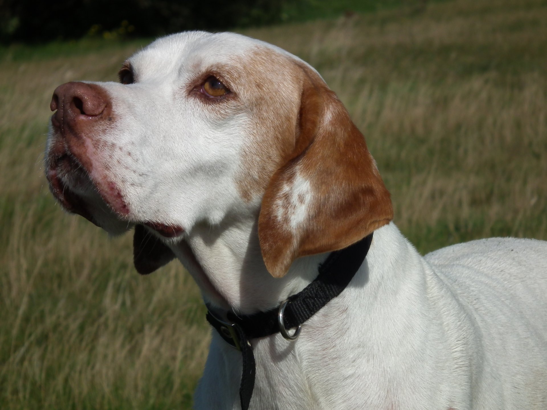 Download Animal Dog HD Wallpaper by Roxyshots