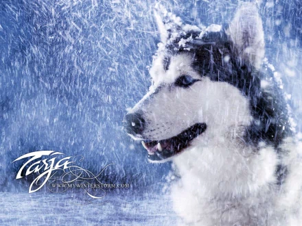 music Tarja HD Desktop Wallpaper | Background Image