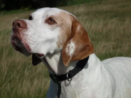 Animal dog HD Desktop Wallpaper | Background Image