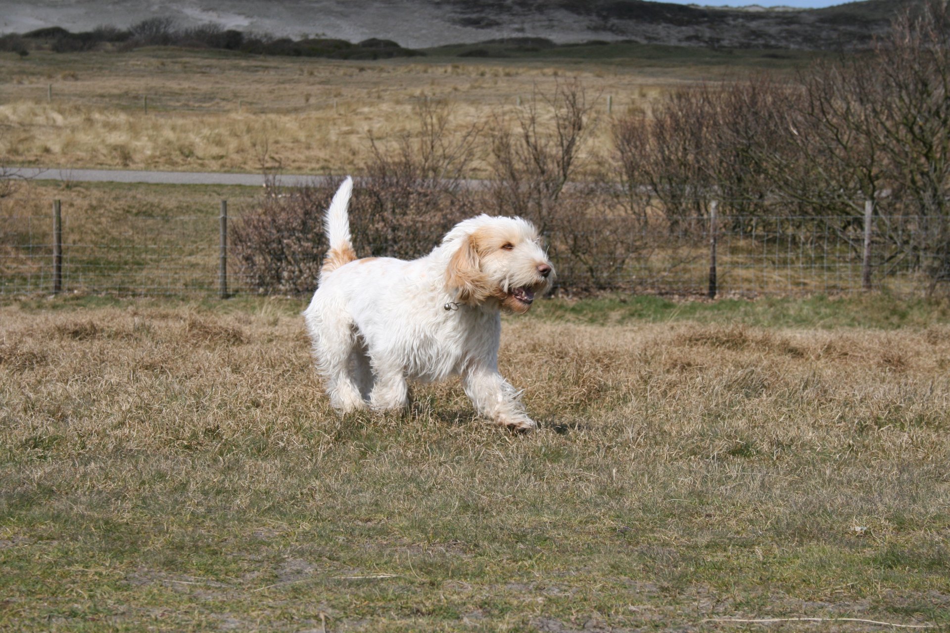 Grand Basset Griffon Vendeen by Roxyshots