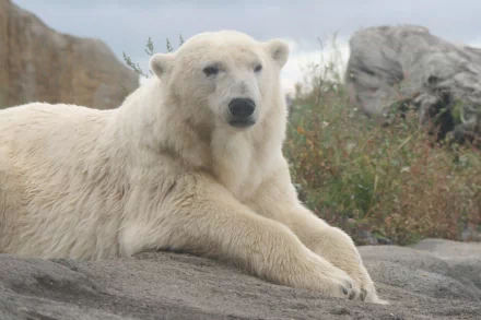 Animal polar bear HD Desktop Wallpaper | Background Image