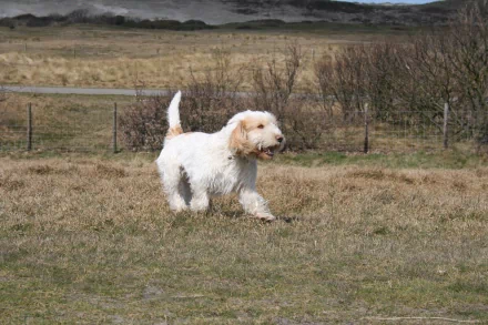  Grand Basset Griffon Vendeen